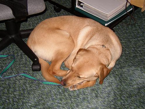 sleeping.jpg